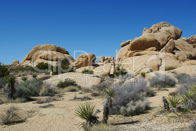 Joshua Tree National Park impression, California