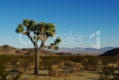 Lonely Joshua tree and wide desert view, California