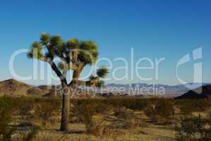 Lonely Joshua tree and wide desert view, California