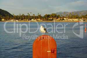 Seagull in the morning, Santa Barbara, California