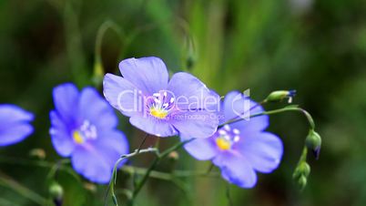 Blue Coreopsis.