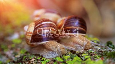 snail closeup in the rays of sun.