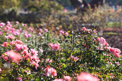 background of beautiful roses in the garden