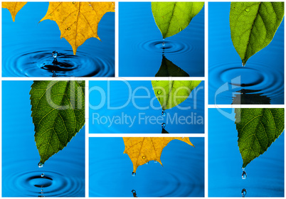 Collage from Yellow and Green Leaf and Water Drops