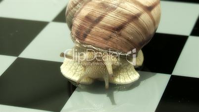 Snail,