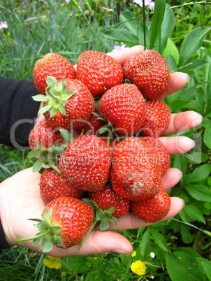 Palms full strawberries