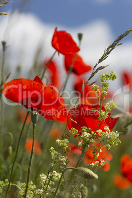 mohn