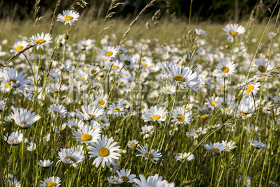 blumenwiese