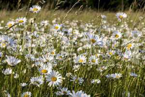 blumenwiese