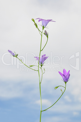 Wiesen-Glockenblume (Campanula patula)