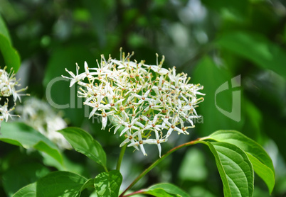 Roter Hartriegel (Cornus sanguinea)