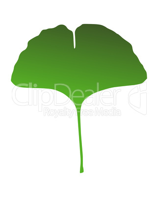 Ginkgo Blatt