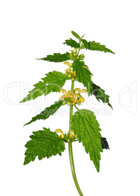 Berg-Goldnessel (Lamium montanum)