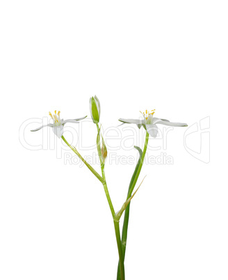 Dolden-Milchstern (Ornithogalum umbellatum)