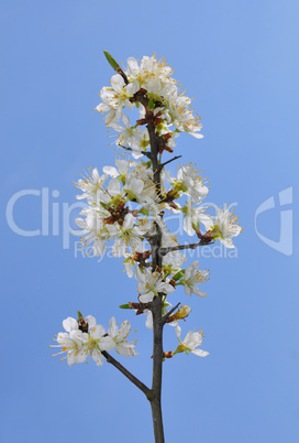 Schlehe (Prunus spinosa)