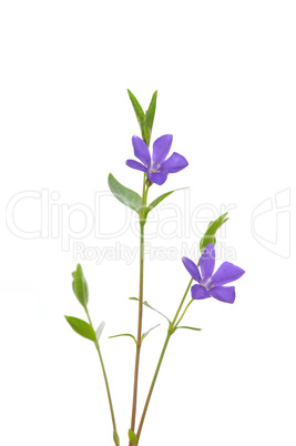 Kleines Immergrün (Vinca minor)