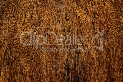 wild boar fur