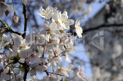 beautiful flower of white Sakula in Japan