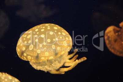 yellow Jellyfish swimming in dark sea