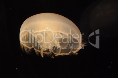 Jellyfish swimming in dark sea