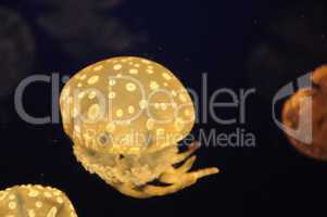 yellow Jellyfish swimming in dark sea
