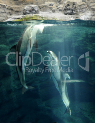 killer whales swimming in ocean park