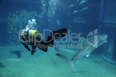 Diver swimming with big shark in ocean park