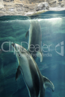 killer whales swimming in ocean park