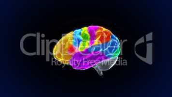 color sections crystal brain still render