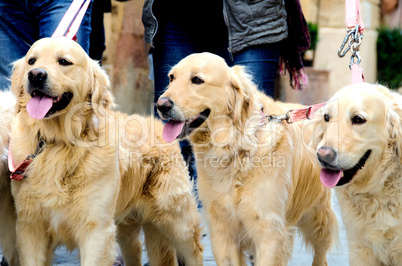 Three Golden Retriever walking in a Street