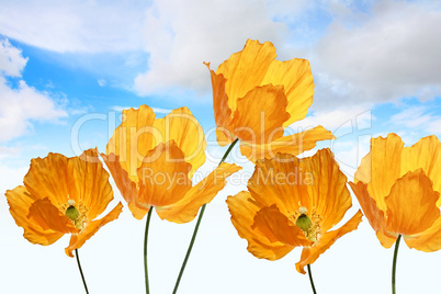 Bright, orange poppies on the sky background, summer