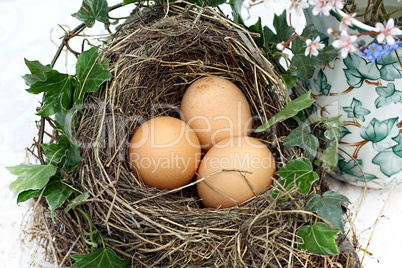 Three eggs in a bird's nest close up