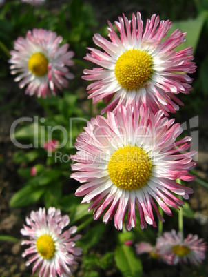 beautiful pink flowers of a daisy