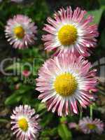 beautiful pink flowers of a daisy