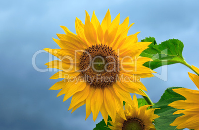Yellow sunflowers on cloudy sky background