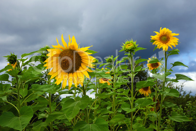 Yellow sunflowers on cloudy sky background