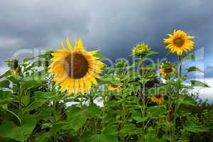 Yellow sunflowers on cloudy sky background