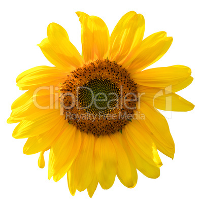 Yellow sunflower isolated on white background