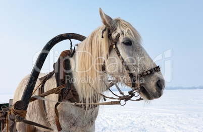 Head of white horse with harness. Photo taken in winter in Russi