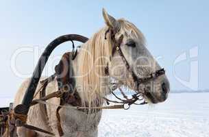 Head of white horse with harness. Photo taken in winter in Russi