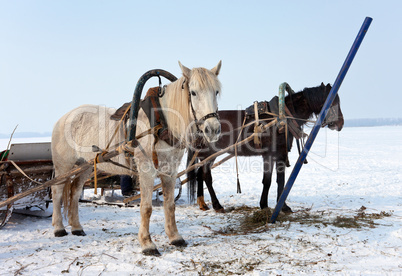 Two horses at the bank of a frozen river