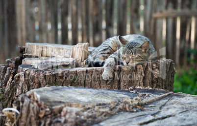 Cat lying on an old stump