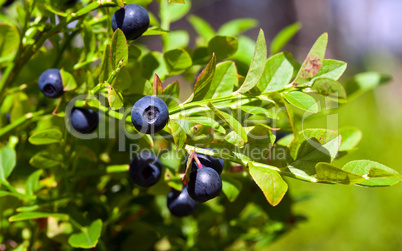 Bush of a ripe bilberry in the summer closeup