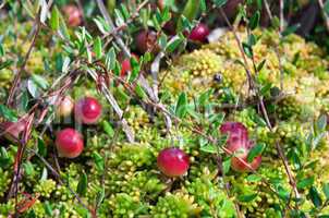 Wild cranberries growing in bog, autumn harvesting