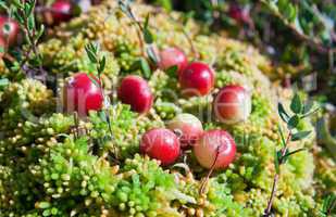 Wild cranberries growing in bog, autumn harvesting