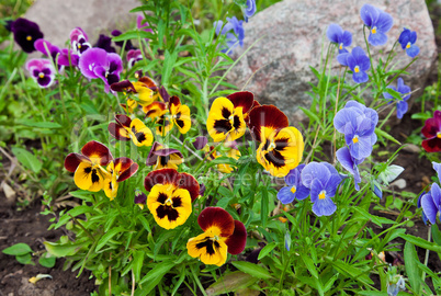 Violas or Pansies Closeup in a Garden