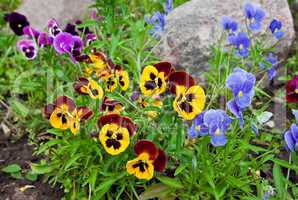 Violas or Pansies Closeup in a Garden