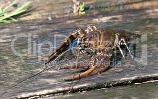 Alive crayfish