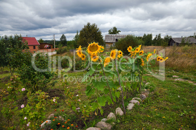 Rural scene with beautiful sunflowers