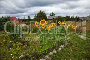 Rural scene with beautiful sunflowers